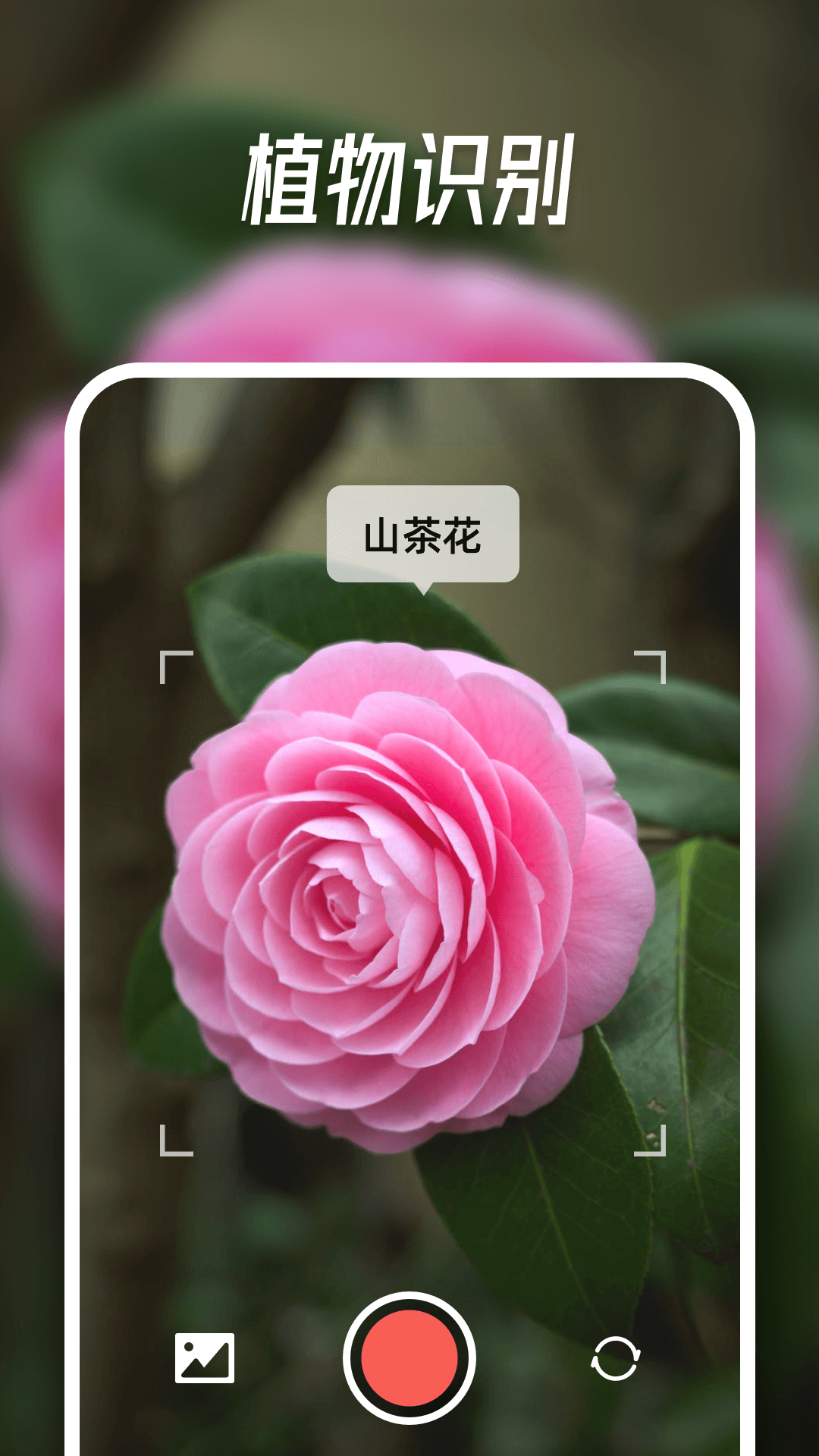 智能识别大师电脑版截图