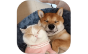 萌趣猫狗翻译器段首LOGO