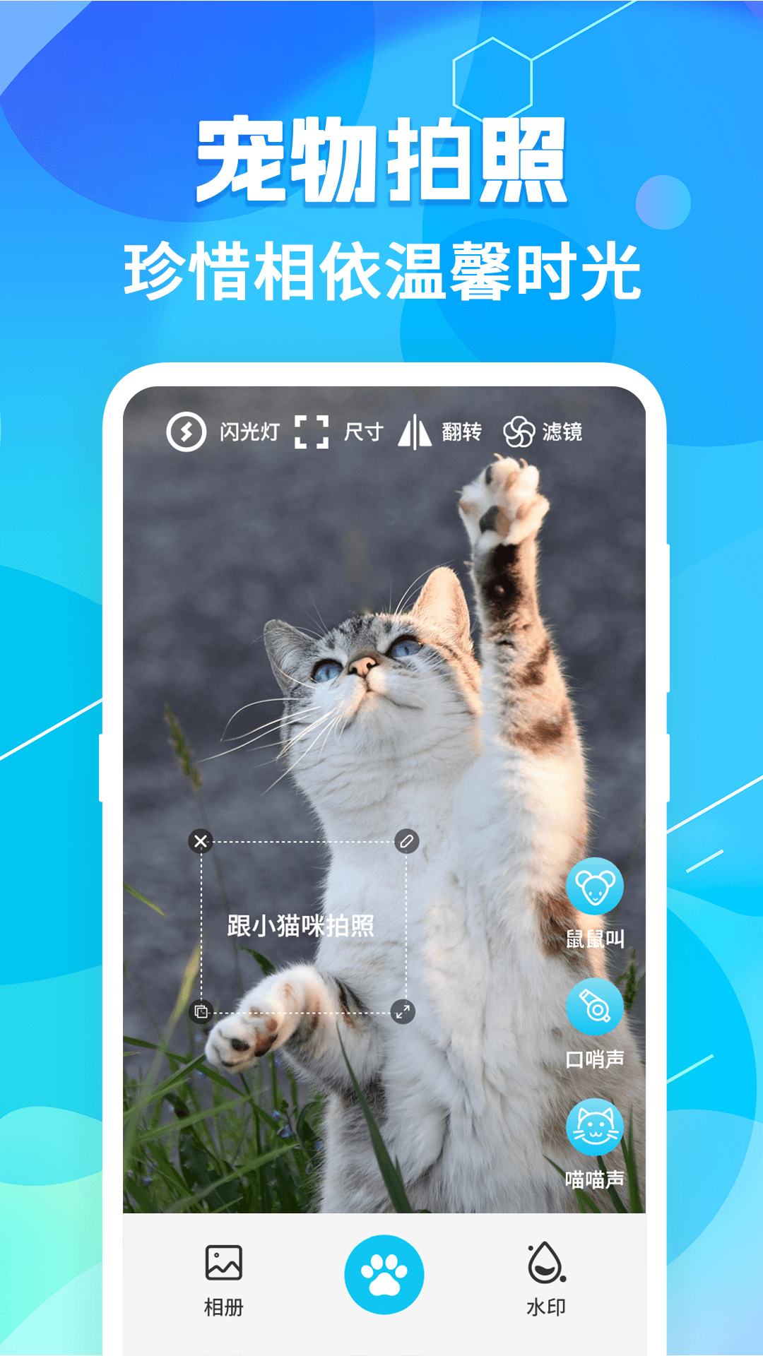 猫语翻译pet