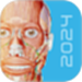 人体解剖 3d