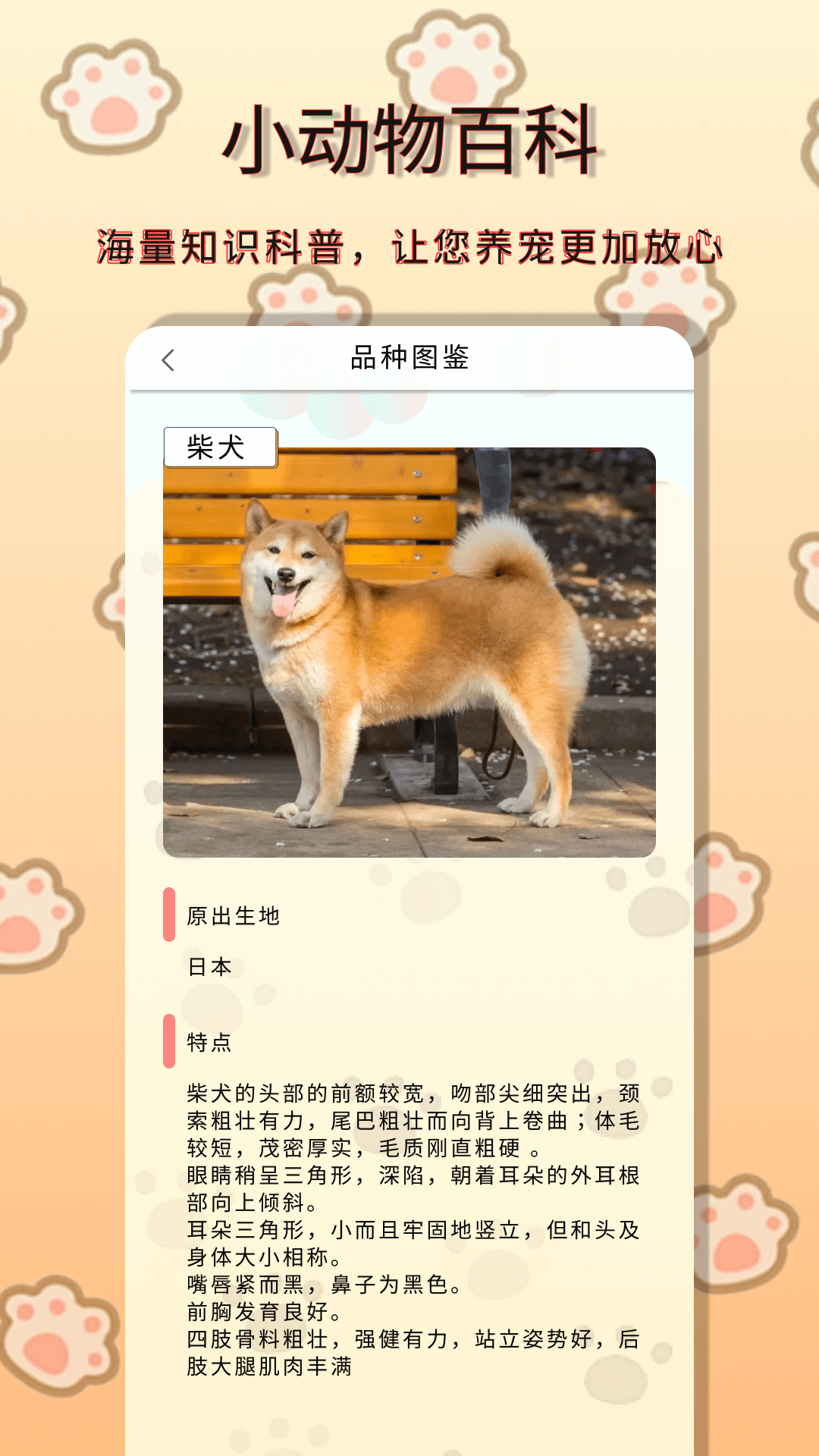 小动物之星