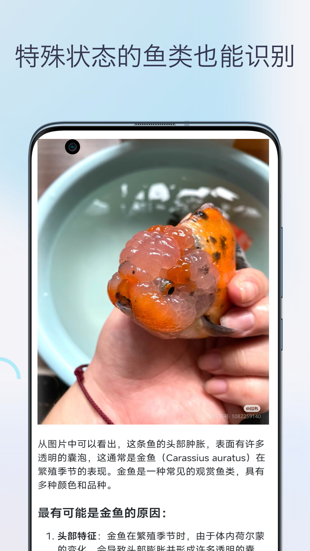鱼类识别
