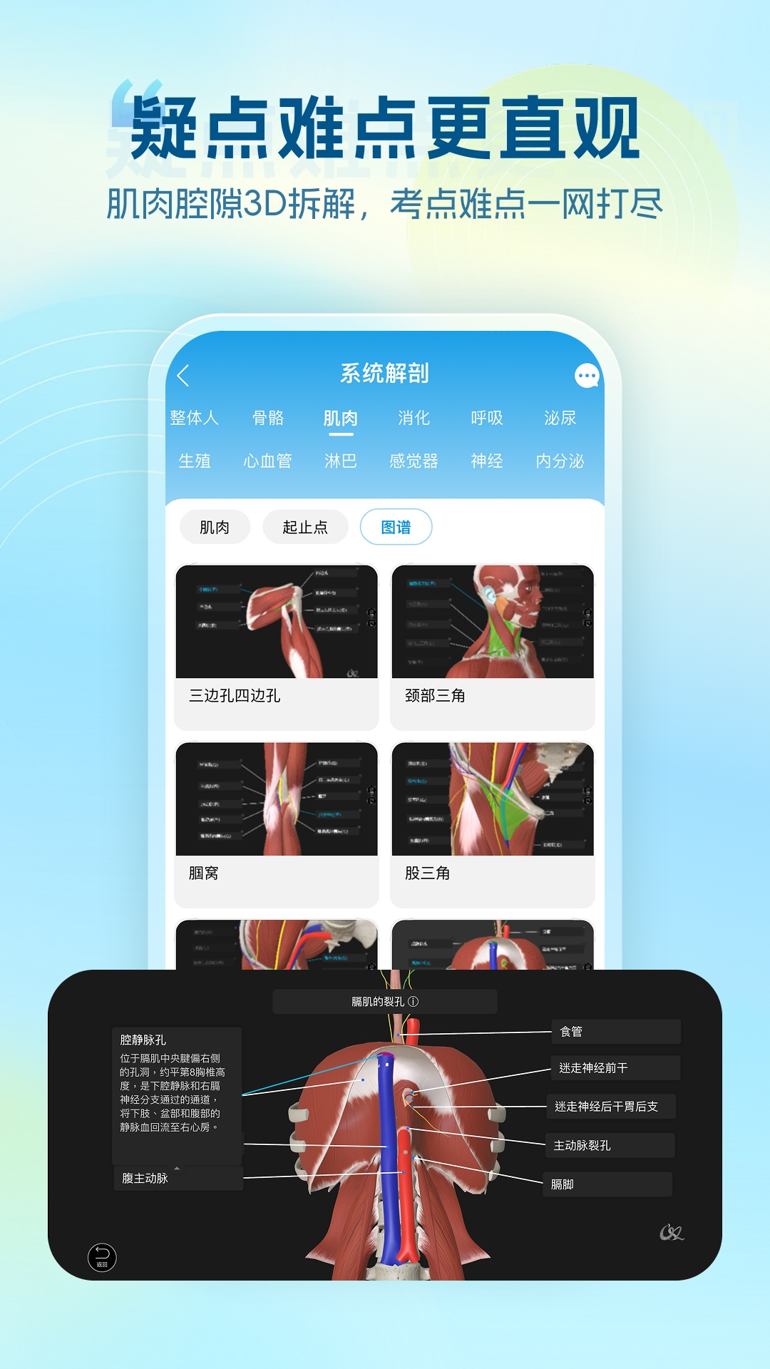 维萨里3D解剖