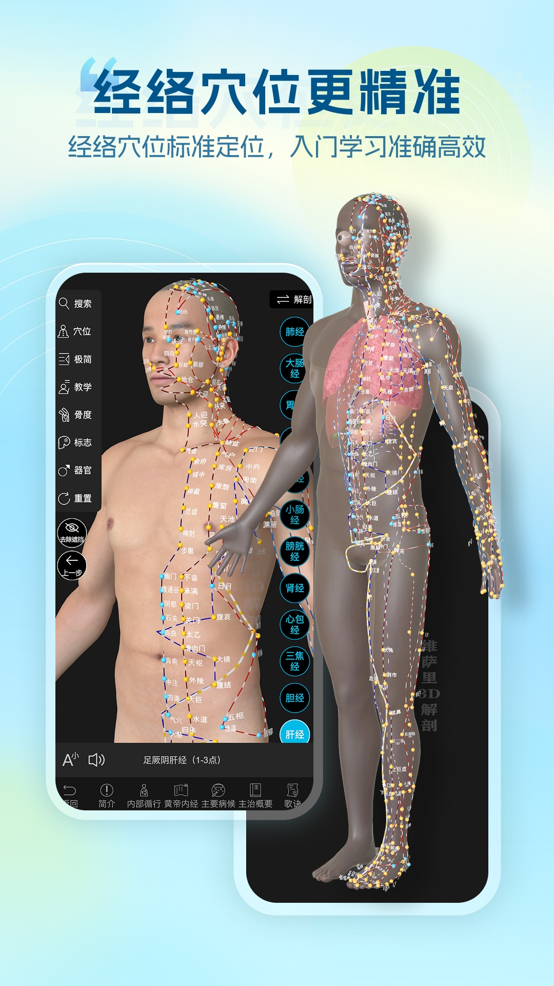 维萨里3D解剖