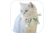 赚钱猫电脑版段首LOGO