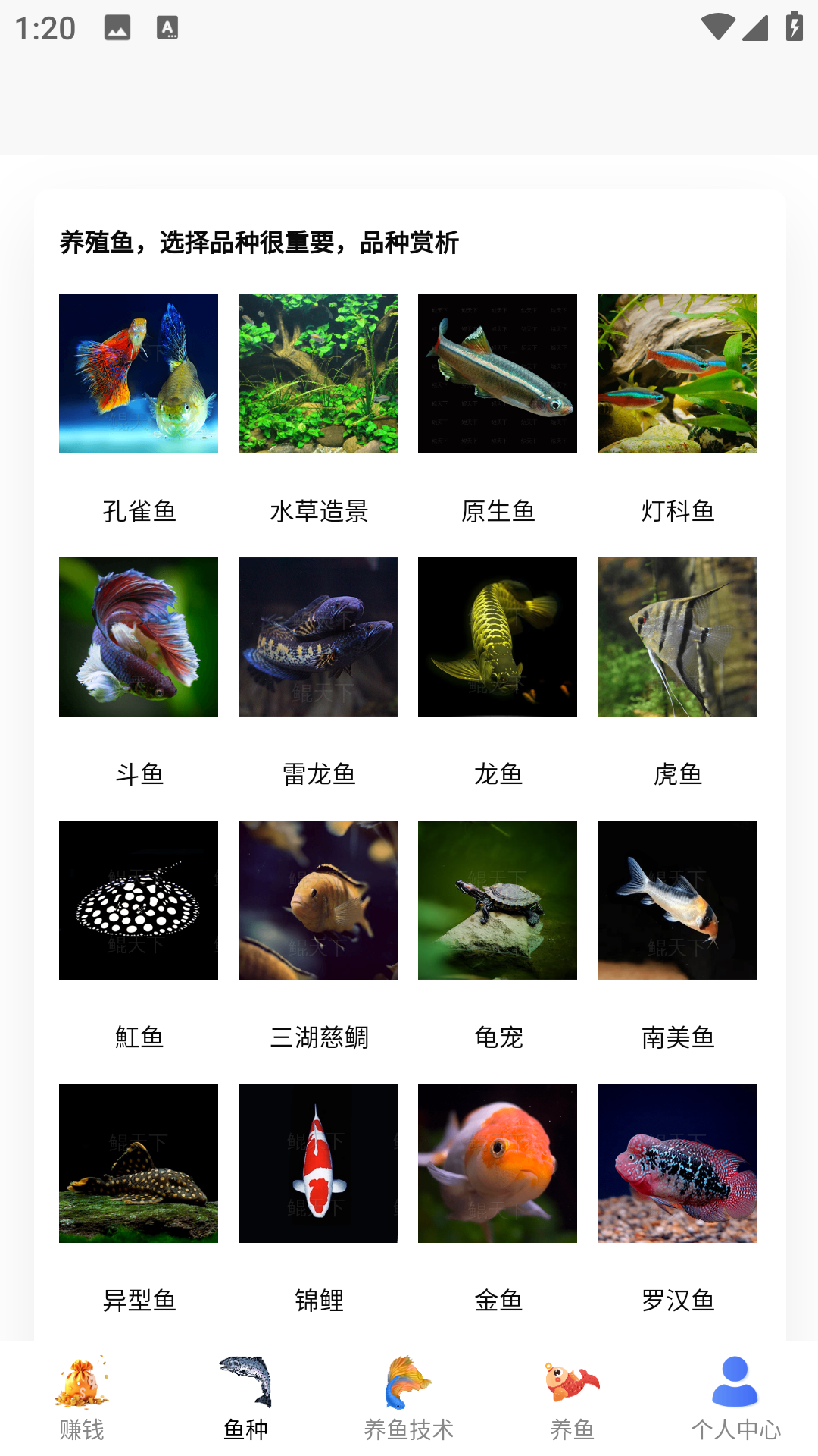 兼职养鱼赚钱电脑版截图