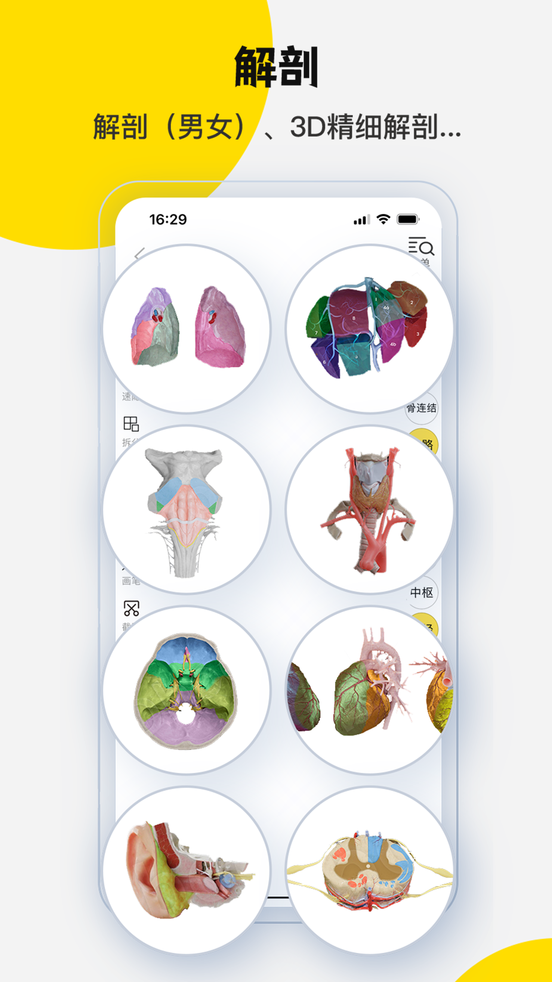 3dbody解剖学专业版