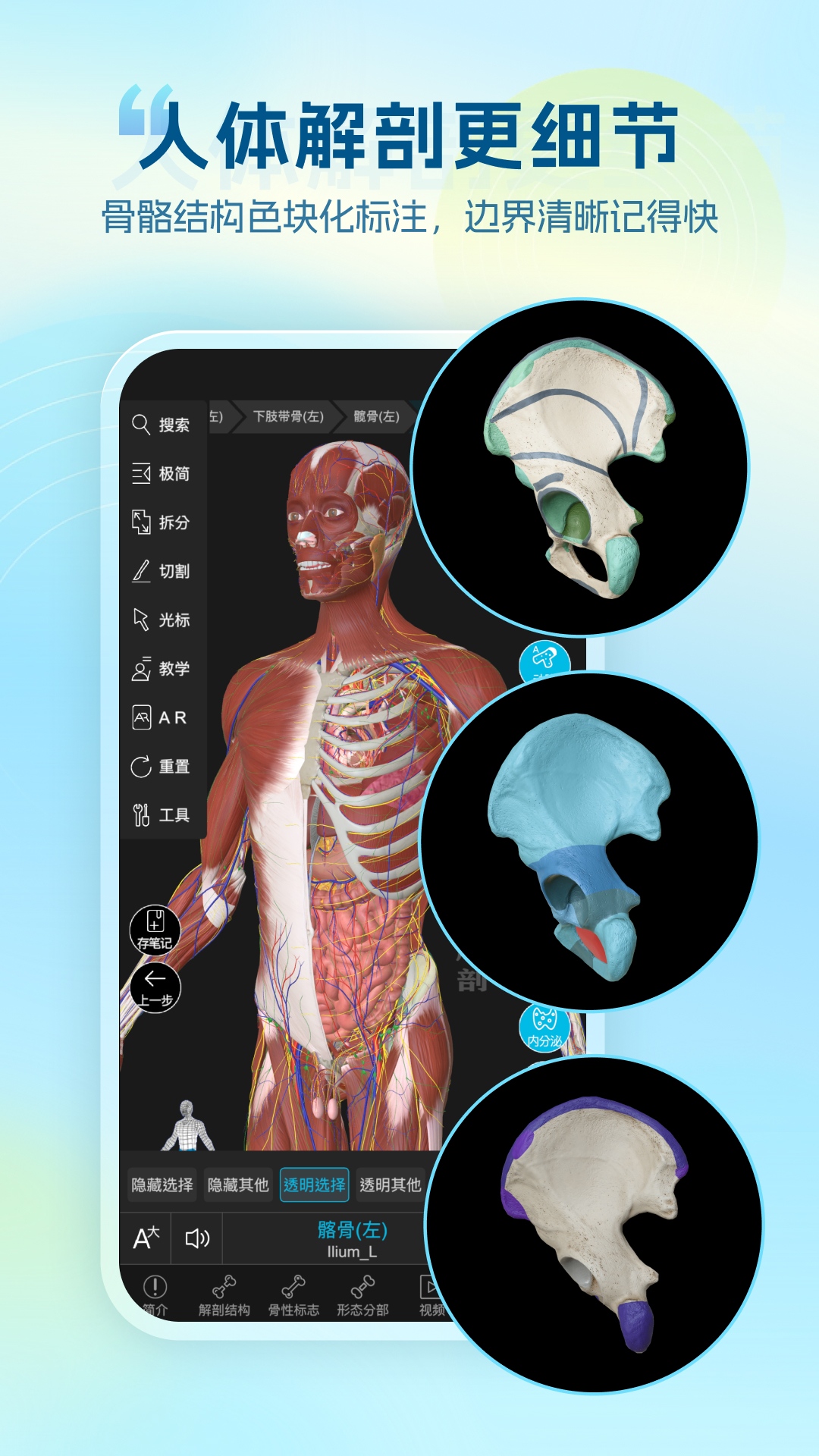 维萨里3D解剖