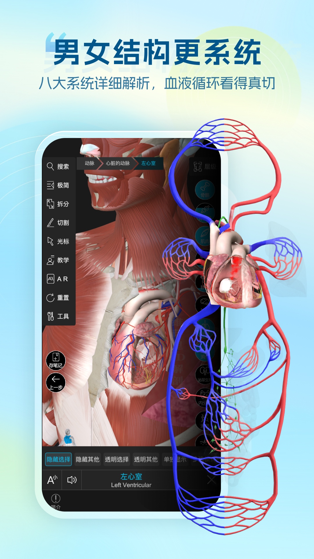 维萨里3D解剖